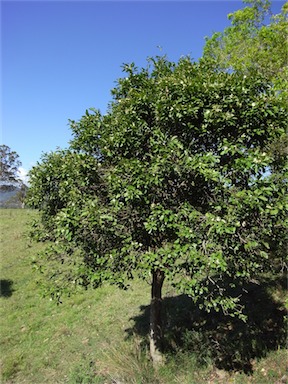 APII jpeg image of Capparis arborea  © contact APII