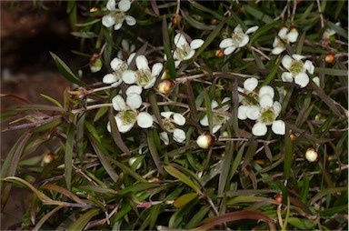 APII jpeg image of Leptospermum 'Copper Crest'  © contact APII