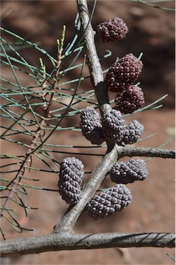 APII jpeg image of Allocasuarina grampiana  © contact APII