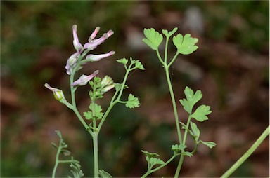 APII jpeg image of Fumaria muralis subsp. muralis  © contact APII