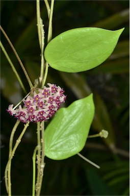 APII jpeg image of Hoya aldrichii  © contact APII