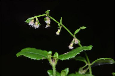 APII jpeg image of Gonocarpus teucrioides  © contact APII