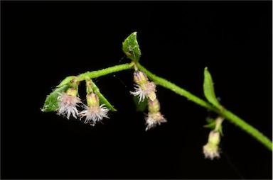 APII jpeg image of Gonocarpus teucrioides  © contact APII