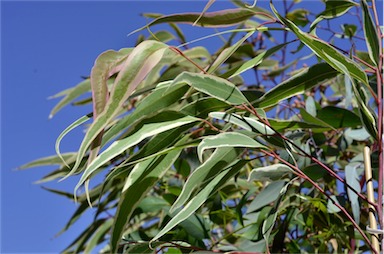 APII jpeg image of Corymbia maculata 'FAC01'  © contact APII