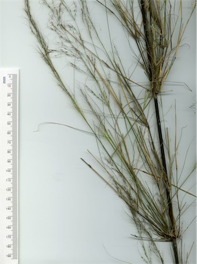 APII jpeg image of Austrostipa ramosissima  © contact APII