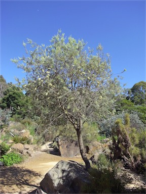 APII jpeg image of Hakea ednieana  © contact APII