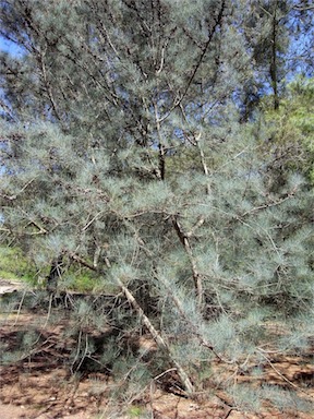 APII jpeg image of Allocasuarina grampiana  © contact APII