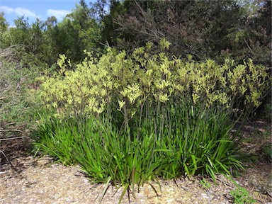 APII jpeg image of Anigozanthos flavidus  © contact APII