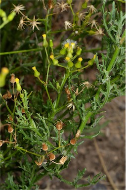 APII jpeg image of Senecio bathurstianus  © contact APII