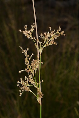 APII jpeg image of Juncus subsecundus  © contact APII