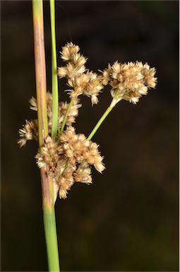 APII jpeg image of Juncus australis  © contact APII