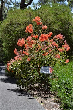 APII jpeg image of Corymbia ficifolia 'Dwarf Orange'  © contact APII