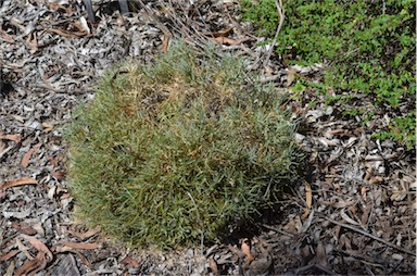 APII jpeg image of Lomandra obliqua  © contact APII