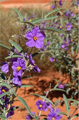 APII jpeg image of Solanum sturtianum  © contact APII