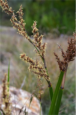 APII jpeg image of Lepidosperma effusum  © contact APII