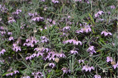 APII jpeg image of Guichenotia ledifolia  © contact APII