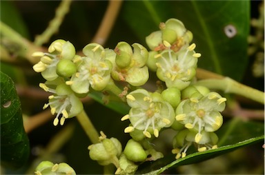 APII jpeg image of Cupaniopsis anacardioides  © contact APII