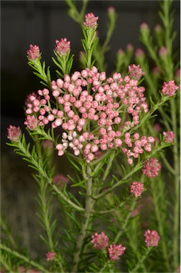 APII jpeg image of Ozothamnus diosmifolius 'Just Blush'  © contact APII