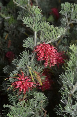 APII jpeg image of Grevillea 'Sea Spray'  © contact APII