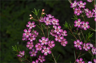 APII jpeg image of Chamelaucium 'Purple Pride'  © contact APII