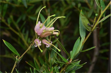 APII jpeg image of Grevillea 'Forest Rambler'  © contact APII