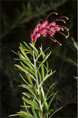 APII jpeg image of Grevillea exposita  © contact APII