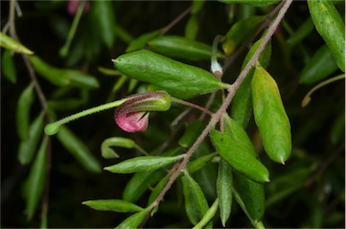 APII jpeg image of Grevillea quadricauda  © contact APII