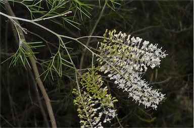 APII jpeg image of Grevillea subtiliflora  © contact APII