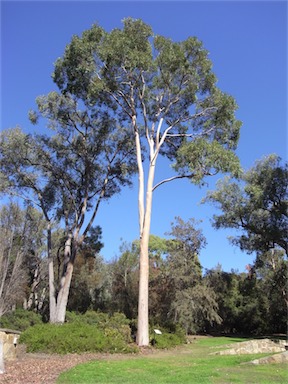 APII jpeg image of Angophora costata  © contact APII