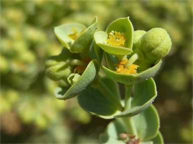 APII jpeg image of Euphorbia paralias  © contact APII