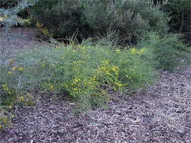 APII jpeg image of Acacia acuaria  © contact APII