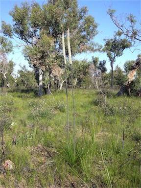 APII jpeg image of Xanthorrhoea latifolia subsp. latifolia  © contact APII