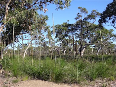 APII jpeg image of Xanthorrhoea latifolia subsp. latifolia  © contact APII