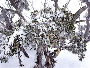 APII jpeg image of Eucalyptus pauciflora  © contact APII