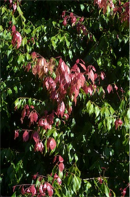 APII jpeg image of Syzygium unipunctatum  © contact APII