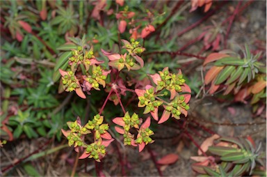 APII jpeg image of Euphorbia oblongata  © contact APII