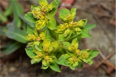 APII jpeg image of Euphorbia oblongata  © contact APII