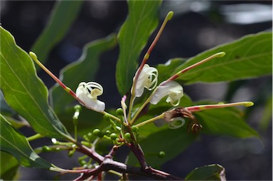 APII jpeg image of Grevillea shiressii  © contact APII