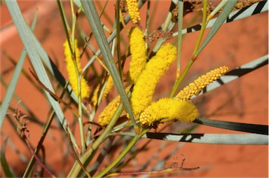 APII jpeg image of Acacia ammobia  © contact APII