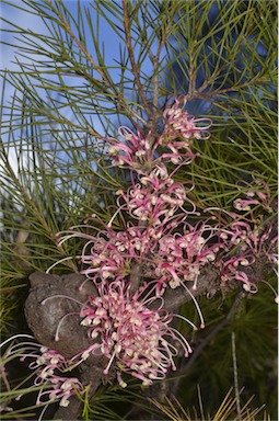 APII jpeg image of Hakea bakeriana  © contact APII