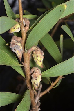 APII jpeg image of Hakea plurinervia  © contact APII