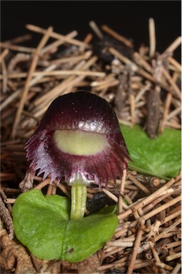 APII jpeg image of Corybas dilatatus  © contact APII