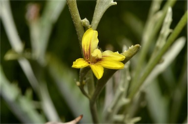 APII jpeg image of Goodenia mueckeana  © contact APII