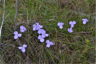 APII jpeg image of Patersonia glabrata  © contact APII