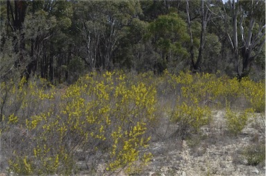 APII jpeg image of Acacia dawsonii  © contact APII