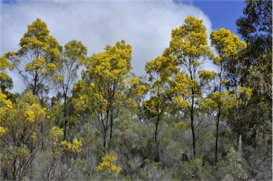 APII jpeg image of Acacia neriifolia  © contact APII