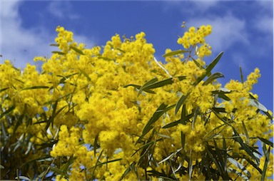 APII jpeg image of Acacia neriifolia  © contact APII