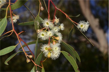 APII jpeg image of Eucalyptus melliodora  © contact APII