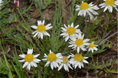 APII jpeg image of Rhodanthe anthemoides  © contact APII