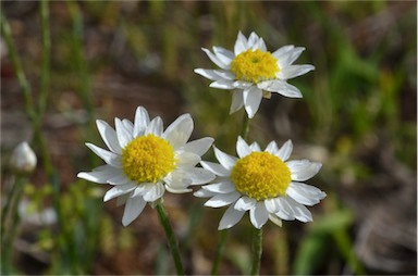 APII jpeg image of Rhodanthe anthemoides  © contact APII